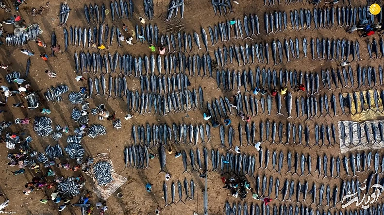 تصاویر تحسین شده مسابقه عکاسی حیات وحش ۲۰۲۲